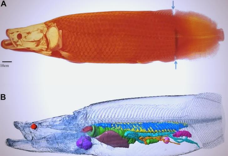 巨骨舌鱼是冷水鱼吗(巨骨舌鱼养护要点稳温控水质宽缸缓流) 巨骨舌鱼是冷水鱼吗(巨骨舌鱼养护要点稳温控水质宽缸缓流)