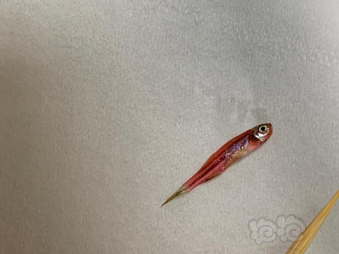 斑马鱼每天死一两条（斑马鱼死亡多因水质与喂养节奏，养护要点一览）