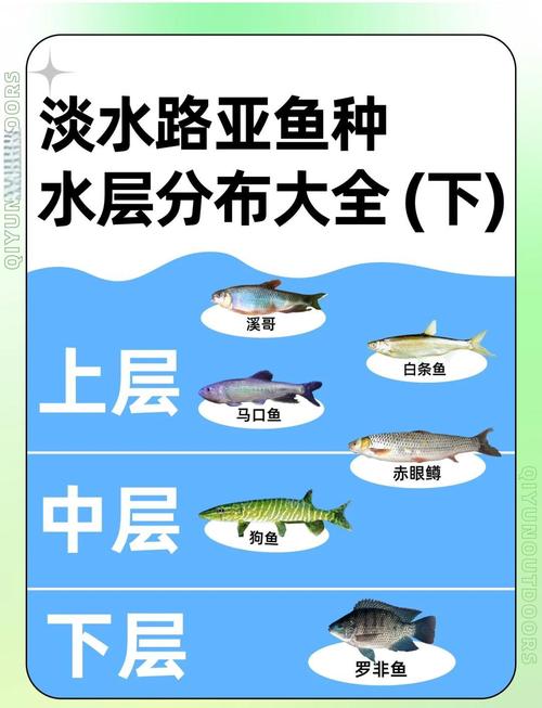 鱼池水深80公分能养多少鱼(80公分深度锦鲤养殖密度与水质管理要点)