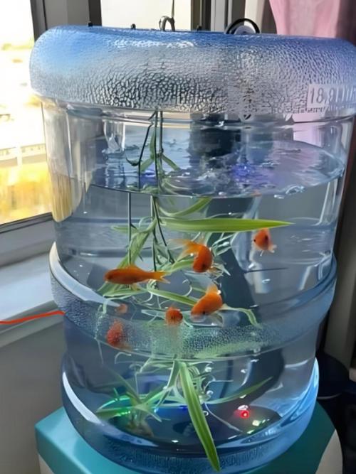 鱼缸养鱼为什么会死(养鱼四控要点控水控温控病控喂稳住水质与健康)