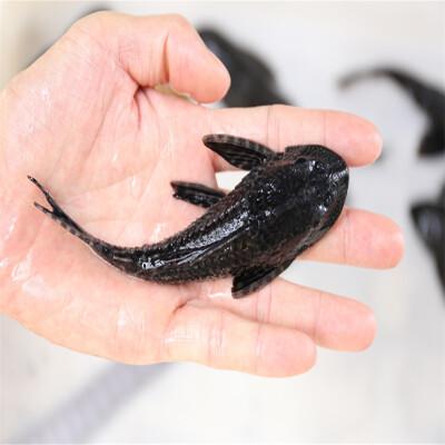 清道夫吸鹦鹉鱼没事吧（清道夫不是万能的水质管家，正确喂养与定期换水才稳水）