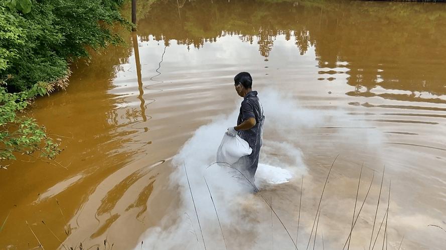 石灰撒鱼塘鱼会死吗（生石灰遇水放热，正确分区投放并24小时监测pH与溶氧）