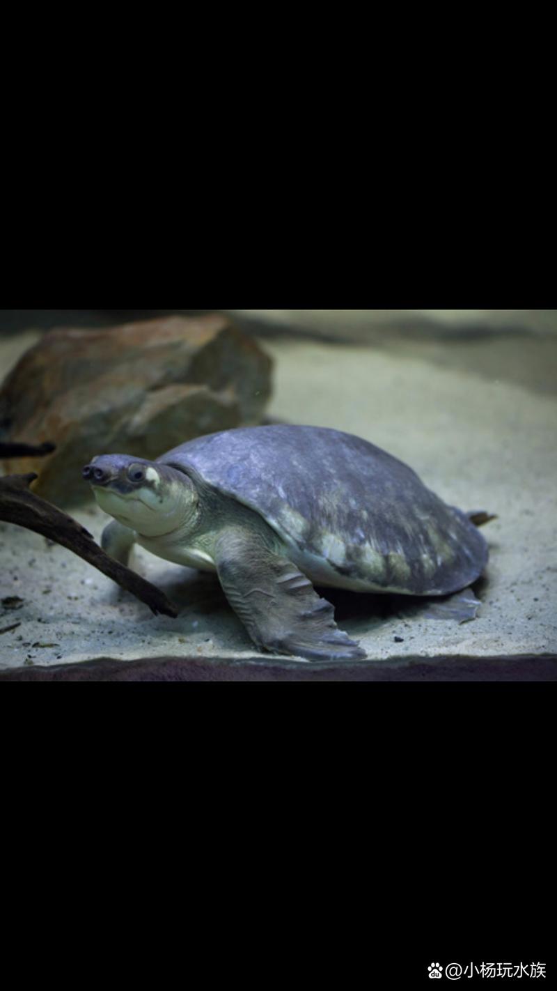 猪鼻龟是龟还是鳖（水温25–30℃大水体合法来源）