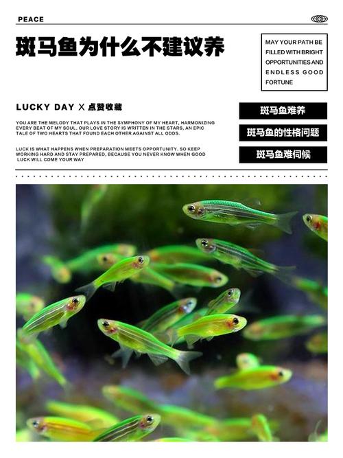 斑马鱼好养不好养（斑马鱼饲养要点水质温度喂养繁殖全攻略）