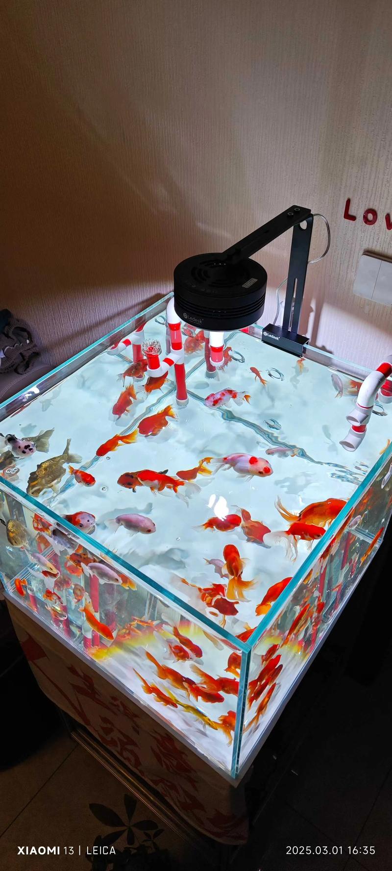 60x30x30鱼缸能养几条鱼（成鱼1–2条，小鱼10–20条）