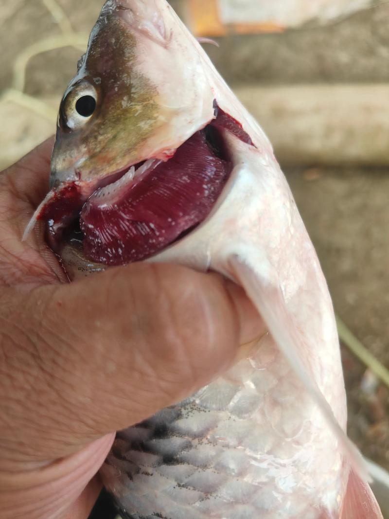 鱼身上白色条状寄生虫（鱼身白斑成因与对症治疗，避免盲目用药）