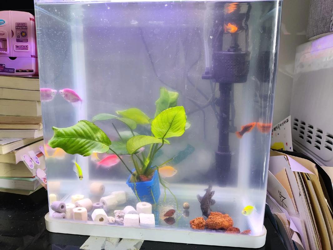 白瓷缸养鱼好不好(白瓷缸观赏鱼大缸清澈养护更省心)