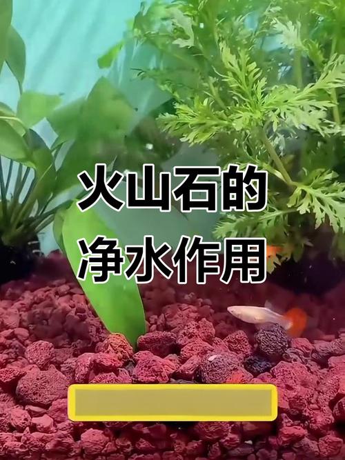 鱼缸火山石能洗干净吗（火山石清洗消毒与水质维护指南）