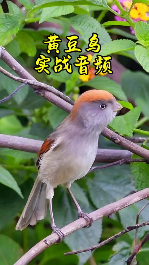 黄豆鸟好养吗（独立笼养控温控湿温和训练与福利）