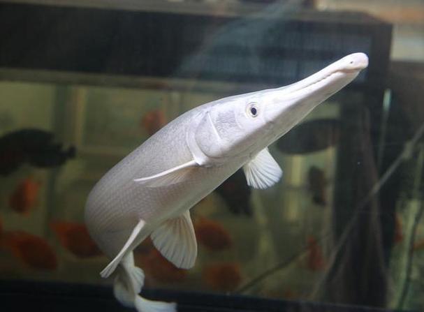 鱼嘴上长白色絮状物(热带鱼嘴出现白絮多为水霉,分缸隔离局部用药控温防治)