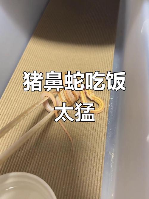 猪鼻蛇最爱吃四种食物（主食冬化与环境管理）