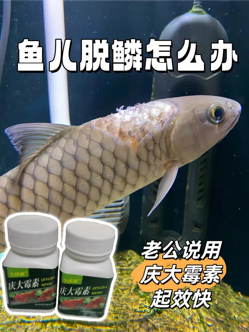 鱼身上有白色絮状物是什么原因(鱼身白絮多因水质差,先控水质再药浴治疗) 鱼身上有白色絮状物是什么原因(鱼身白絮多因水质差,先控水质再药浴治疗)
