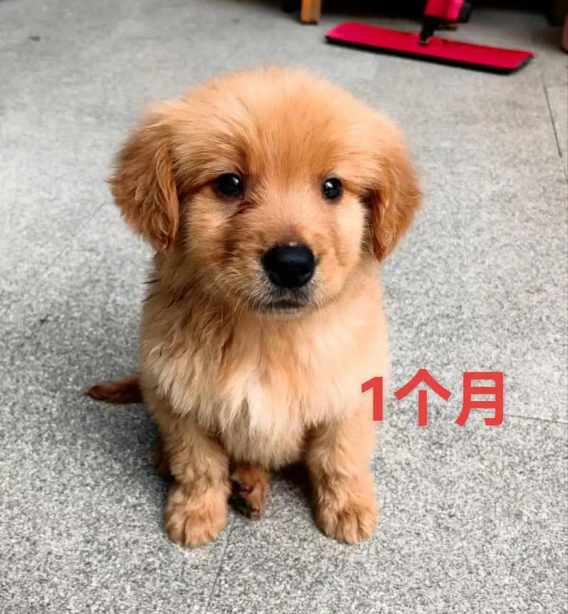 金毛犬1-12个月变化图(金毛0到12月成长三阶段与养护要点) 金毛犬1-12个月变化图(金毛0到12月成长三阶段与养护要点)