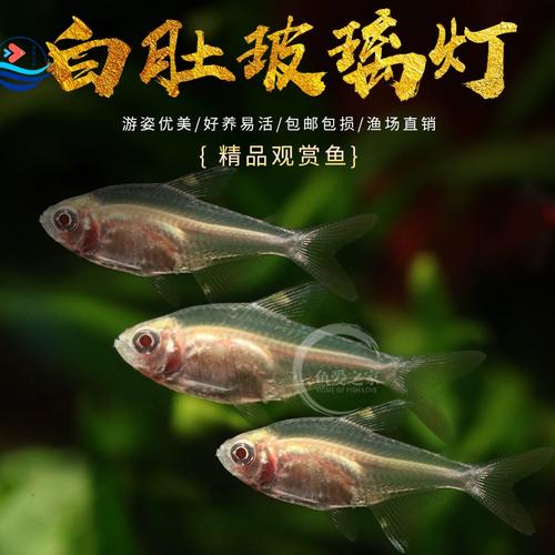 红肚玻璃灯鱼怎么催卵（鱼类繁殖要点适温适水清水草密分阶段换水草叶孵卵与人工孵化）