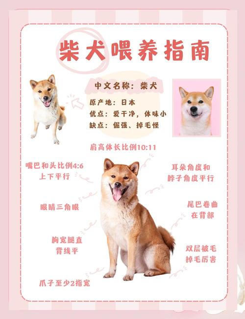 为什么不建议养柴犬（柴犬需要大量运动和空间，训练与护理要耐心）