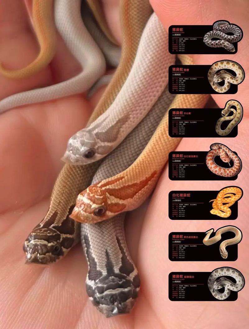 猪鼻蛇可喂鱼吗（环境喂养繁殖与健康管理）