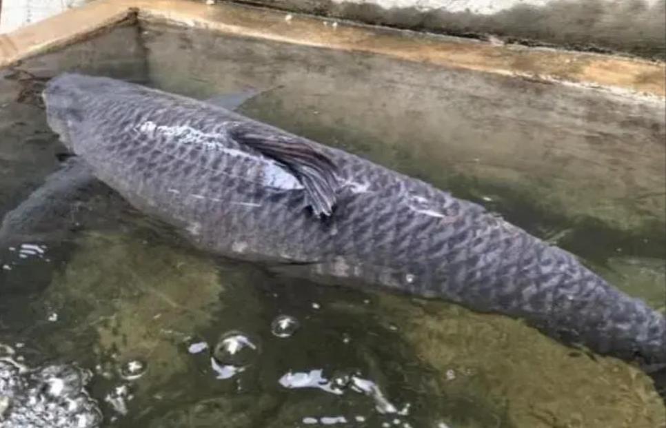 水深十多米有鱼吗(沉底换点用饵) 水深十多米有鱼吗(沉底换点用饵)