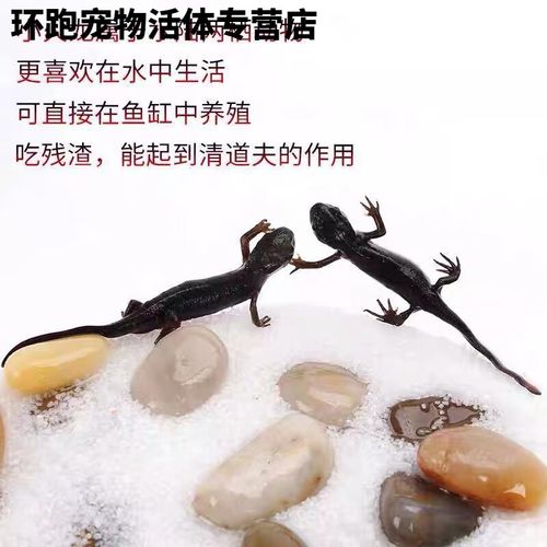 蝾螈小火龙能活多久（水质稳定遮蔽营养均衡）