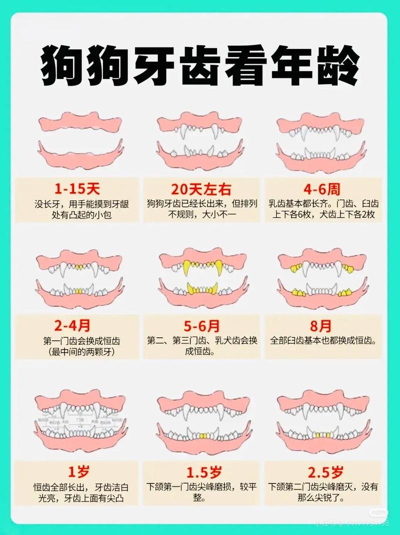 泰迪犬几个月能够换牙（泰迪犬换牙时间表与护理要点，软食与就医要注意）