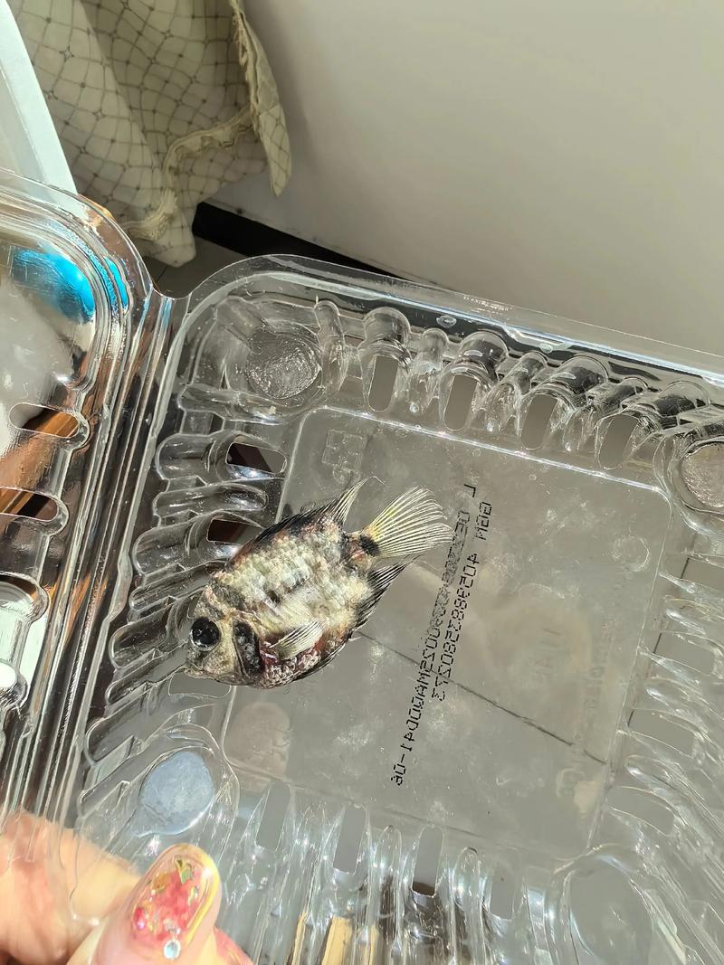 迷你鹦鹉鱼光追个一个同伴跑（空间混养繁殖与水质）