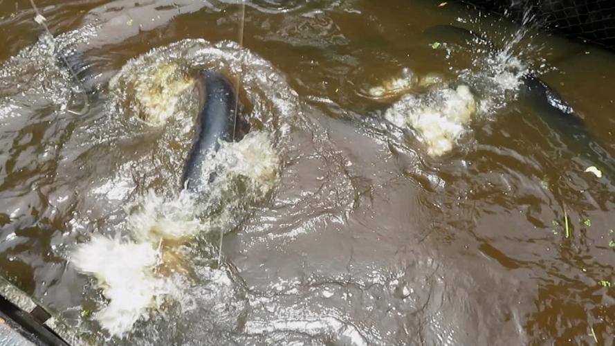 巨骨舌鱼是金龙鱼吗（巨骨舌鱼与金龙鱼对比同科不同种养护要点与购买建议）