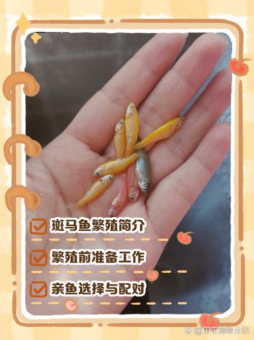 斑马鱼饲养注意事项（环境喂养混养与繁殖要点）