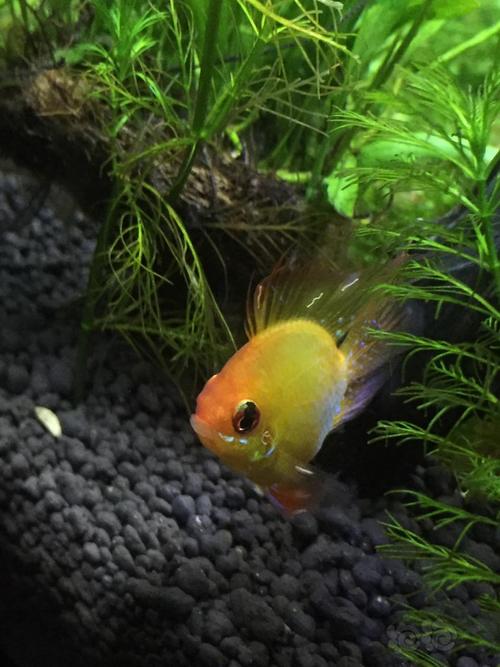 鱼鳍上有白色絮状物(鱼鳍出现白色絮状物怎么治分型治疗控水控温要点)