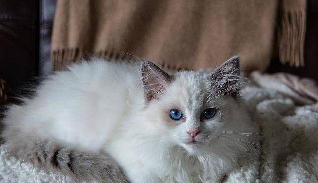 布偶猫发情期多久信号与护理要点