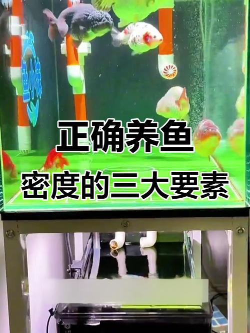 高密度养鱼一平方养多少(鱼塘密度因鱼而定,稳态水质与分次投喂才稳产) 高密度养鱼一平方养多少(鱼塘密度因鱼而定,稳态水质与分次投喂才稳产)