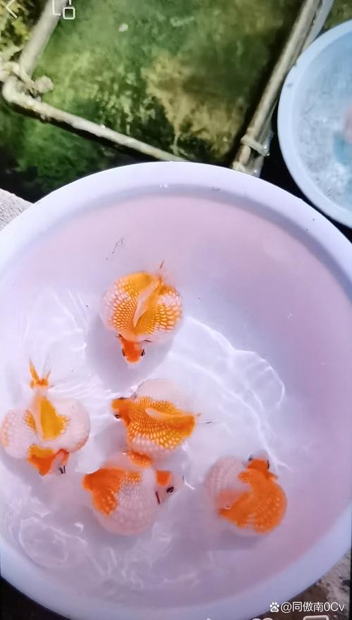 鱼在水桶里没喂能活8天吗（氧气水质温度）