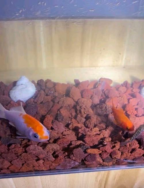 鱼缸为什么不建议放火山石（火山石底铺有隐患 用光滑砂与高效过滤稳水质）