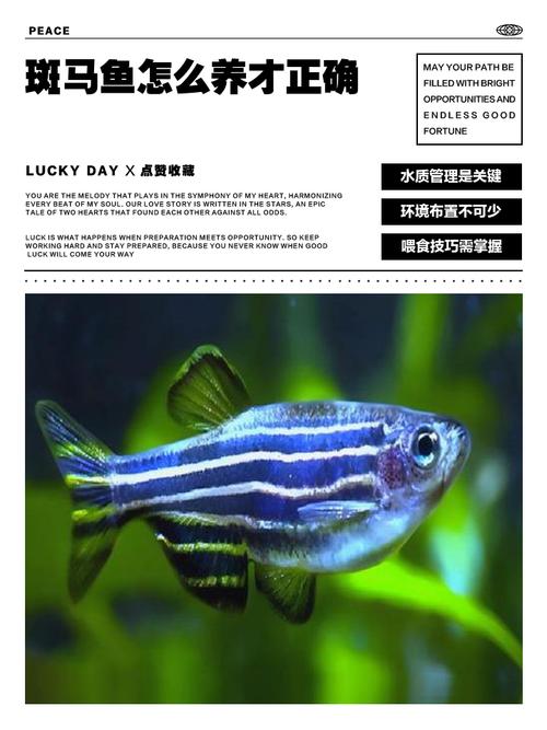 斑马鱼养多少条合适（斑马鱼养多少合适看缸尺寸和水质指南）