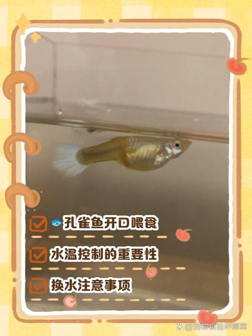 黑尾熊猫鱼幼崽怎么养（黑尾熊猫鱼幼崽养护与繁殖要点）