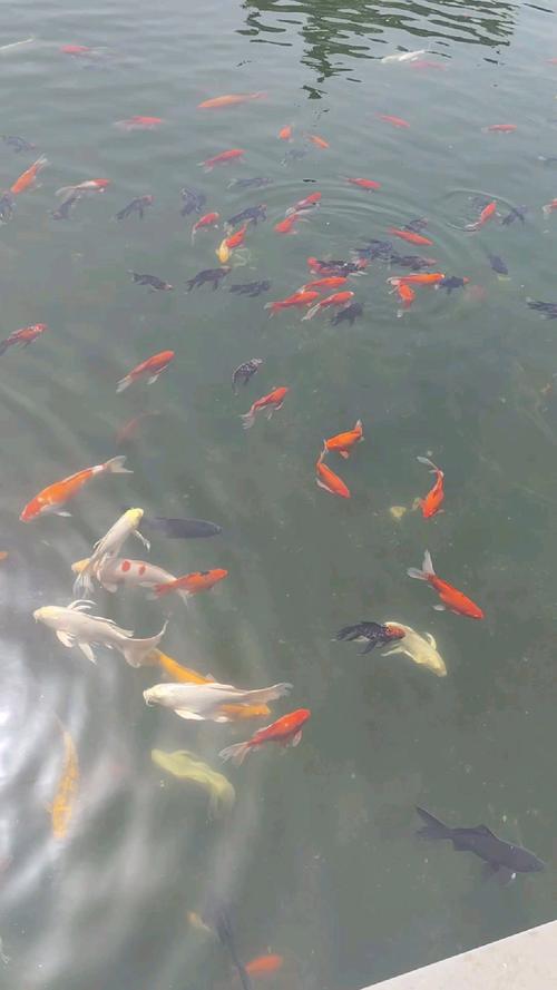 秋冬季鱼塘还用喂食吗（8到15℃水温投喂与越冬管理）