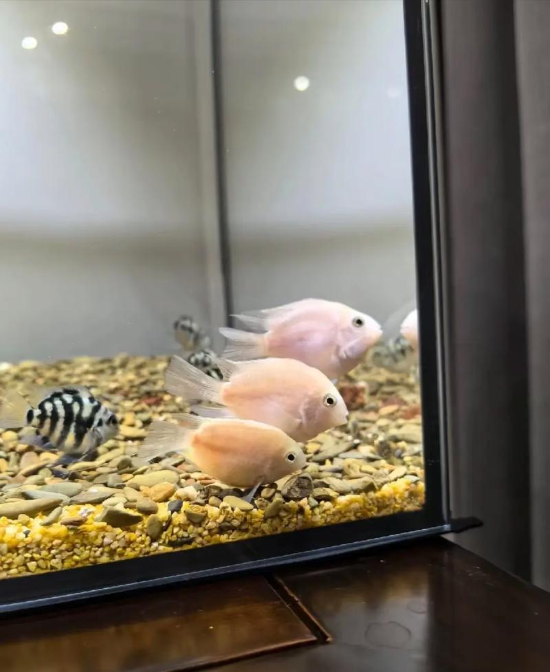 迷你鹦鹉鱼小鱼被过滤吸走（进水口防护要点与繁殖管理）