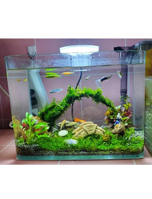 家用小型鱼缸养什么鱼好（选温和鱼，控喂换水，慢慢增添）