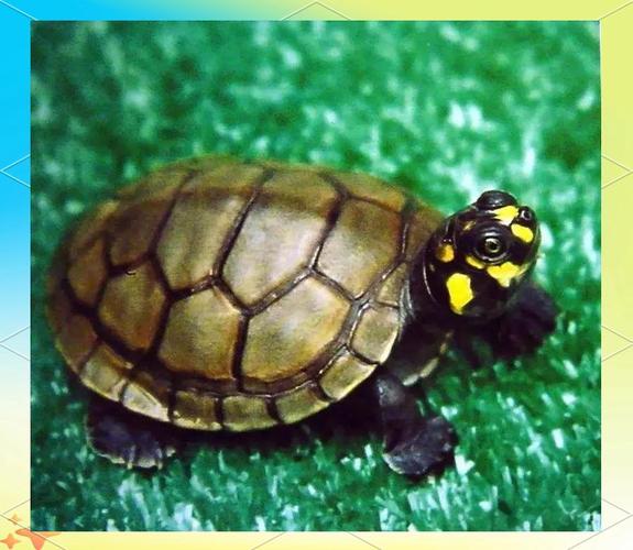 黄头侧颈龟追鱼吗（黄头侧颈龟深水混养要点简明指南）