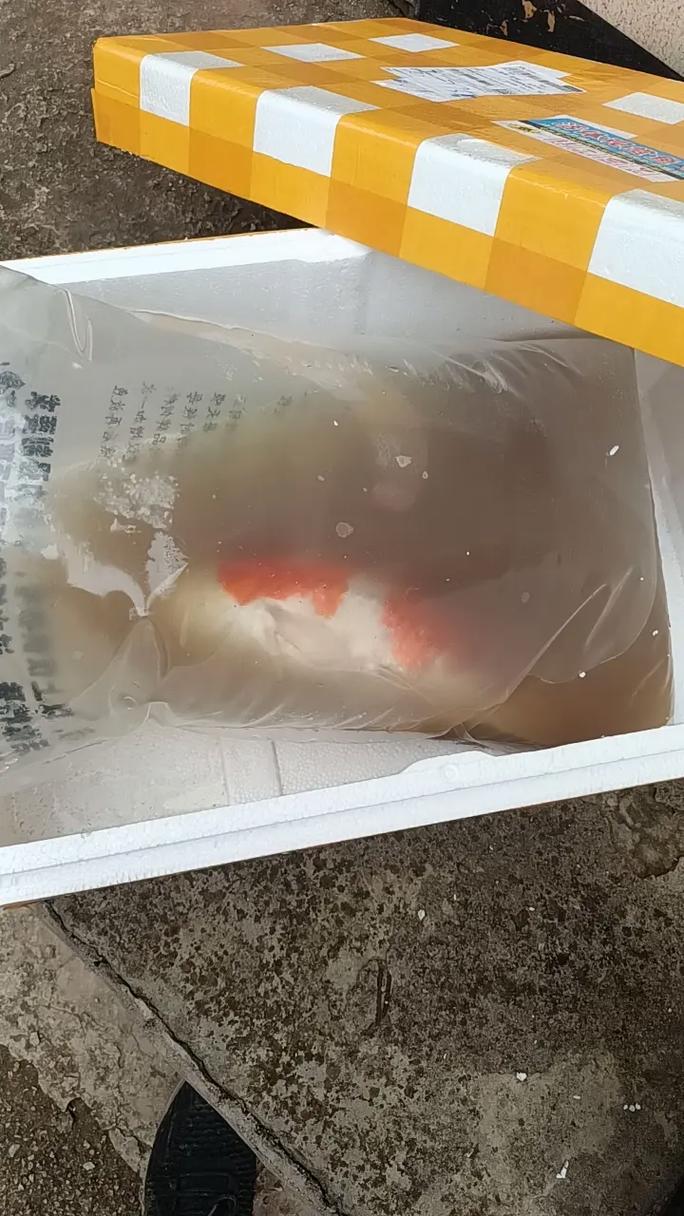 活体鱼快递一般怎么寄(容器水质氧气与温控)
