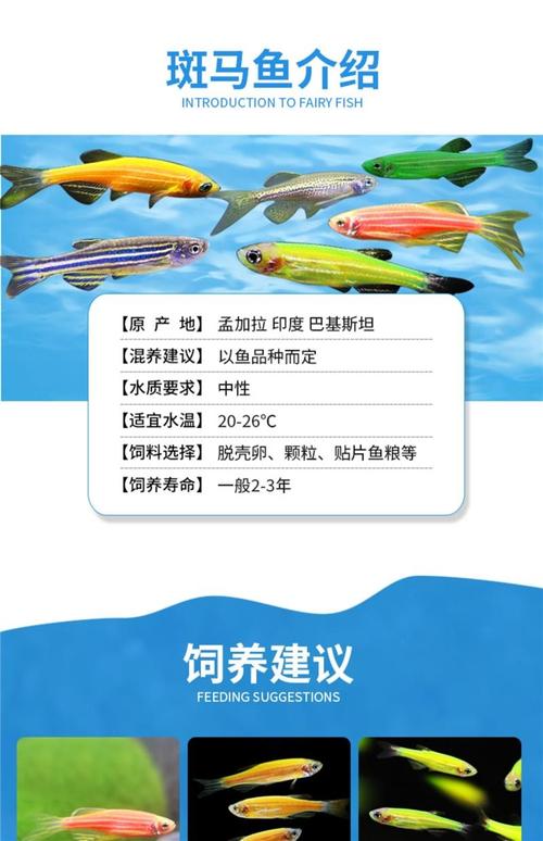 绿斑马鱼为什么贵(稀有基因变异繁殖难度与养护要点)