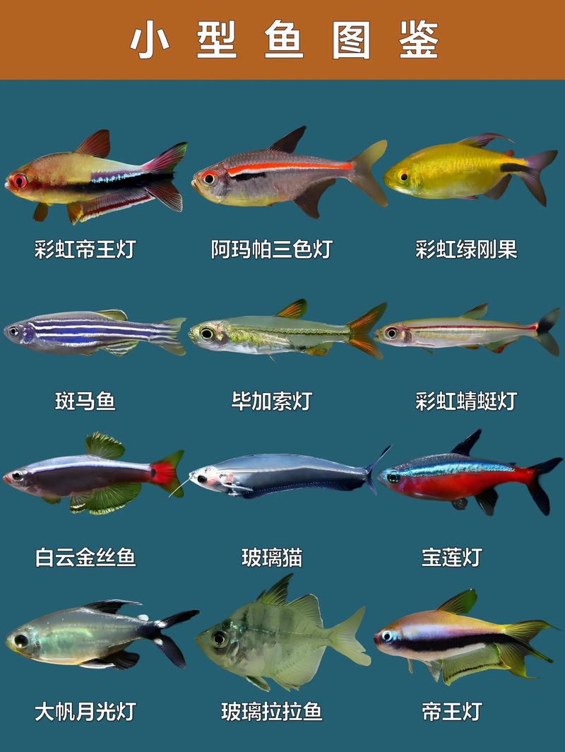 水深20cm能养什么鱼（浅水露天池养小型鱼如金鱼灯鱼孔雀鱼玛丽鱼斗鱼要点）