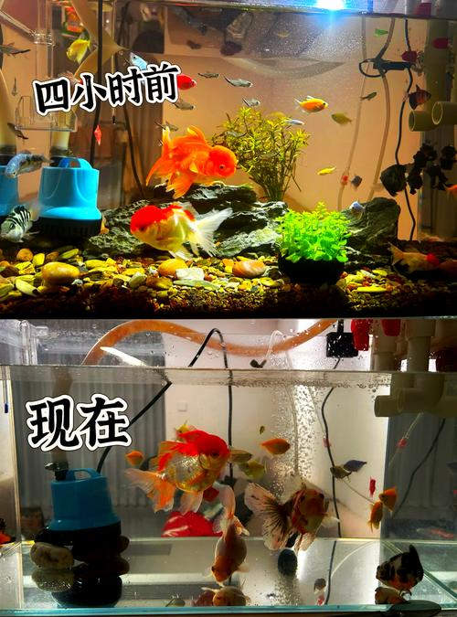 60缸养多少条观赏鱼(密度控水质分阶段投放要点)