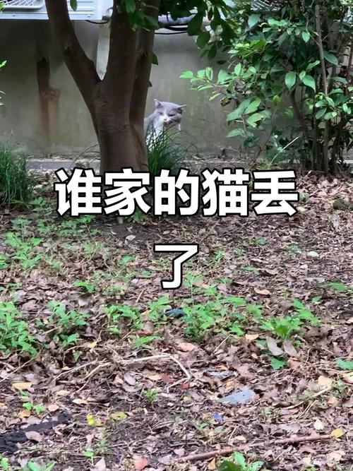 小猫跑丢一夜还能回家吗（三天关键气味线索社区协作芯片与防丢）