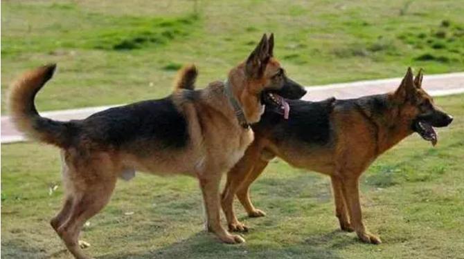 马犬好还是德牧好(居家养护训练强度与选犬要点) 马犬好还是德牧好(居家养护训练强度与选犬要点)