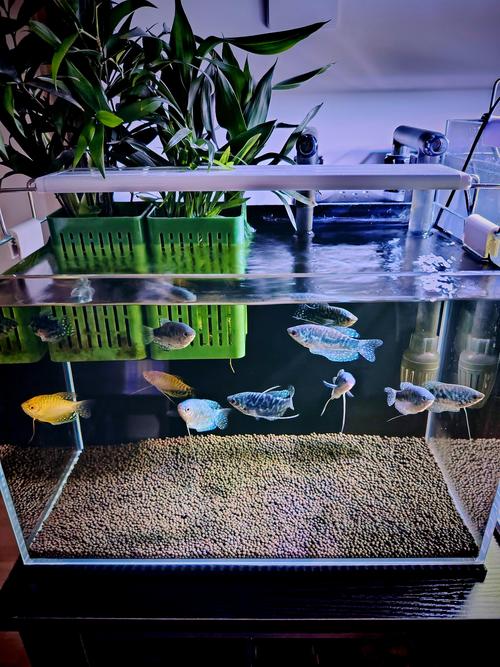 小鱼缸养鱼的正确方法（小鱼缸换水要讲节奏，靠水色气味和鱼态判断，别迷信固定比例）