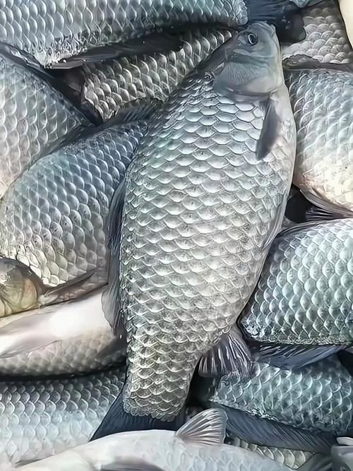 专养鲫鱼一亩放多少苗（鲫鱼放苗密度随水深水质动态调整，培育出塘目标）