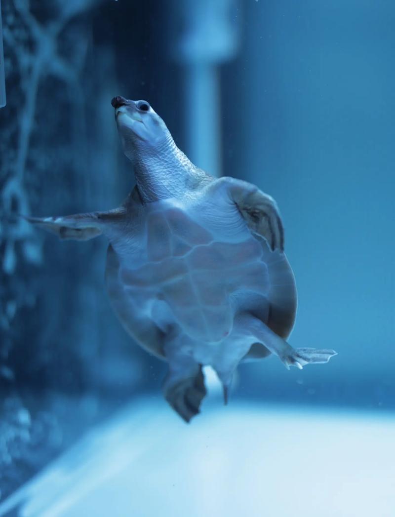 猪鼻龟混养什么鱼比较和谐（分层定位分时喂养与水质稳定）