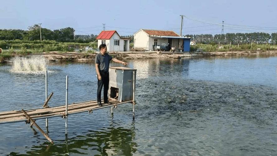 鱼塘不喂食会怎样（鱼塘投喂要适度，关注水温水质与生态轮作）