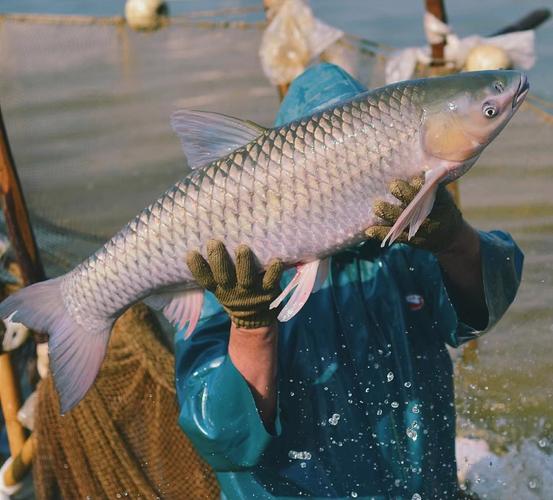 脆皖鱼是怎么养出来的（从苗质水质饲料与养殖时长入手打造脆皖鱼脆感）