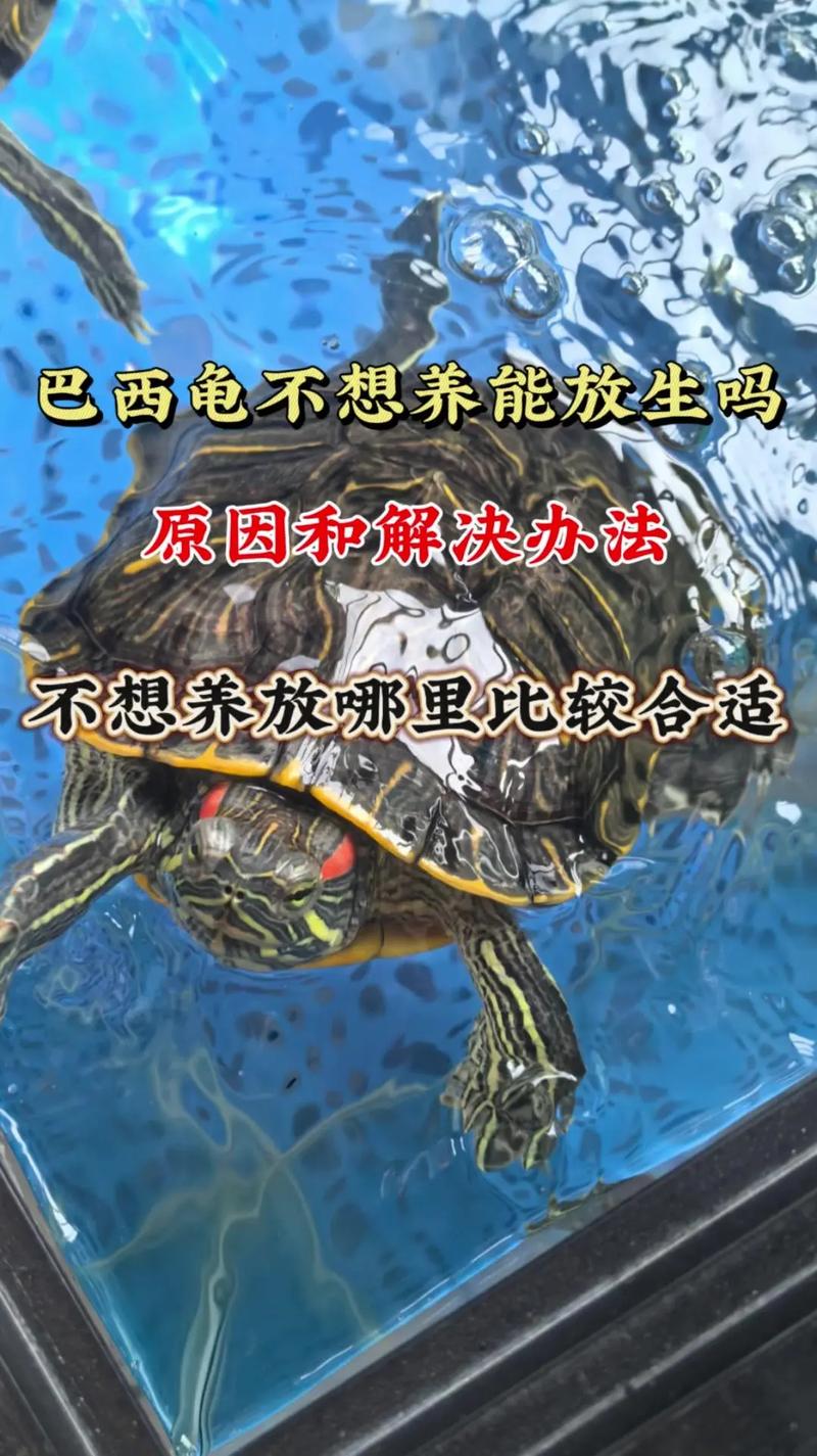 年轻人千万不要养乌龟（养龟不是短期爱好，要长期投入和预算规划）