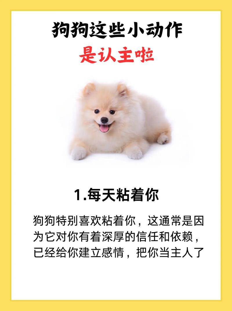 狗认主人的5大表现（狗狗认主藏在日常动作里陪伴信任共成长）